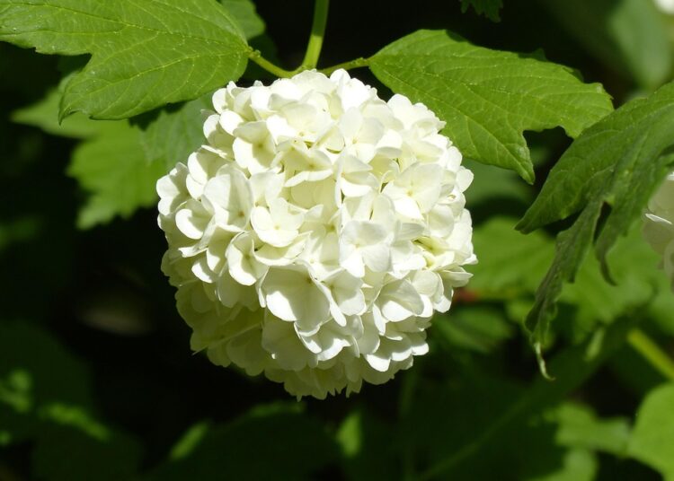 What is the Snowball Method? A Step-by-Step Guide to Crushing Your Debt What is the Snowball Method? A Step-by-Step Guide to Crushing Your Debt