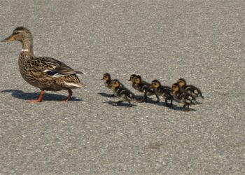 10 Compelling Reasons to Embrace Zero-Based Budgeting for Financial Success