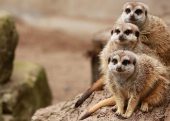 10 Crucial Reasons Every Family Needs an Emergency Fund Today