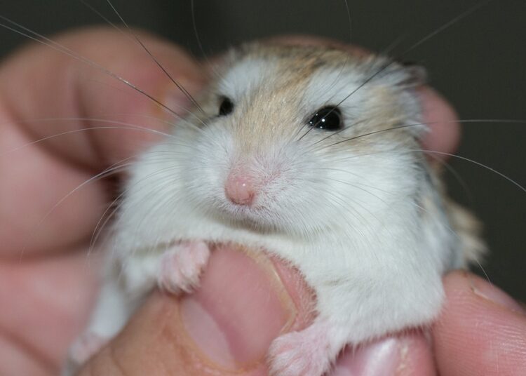 10 Essential Components to Include in Your Net Worth Calculation for Financial Clarity