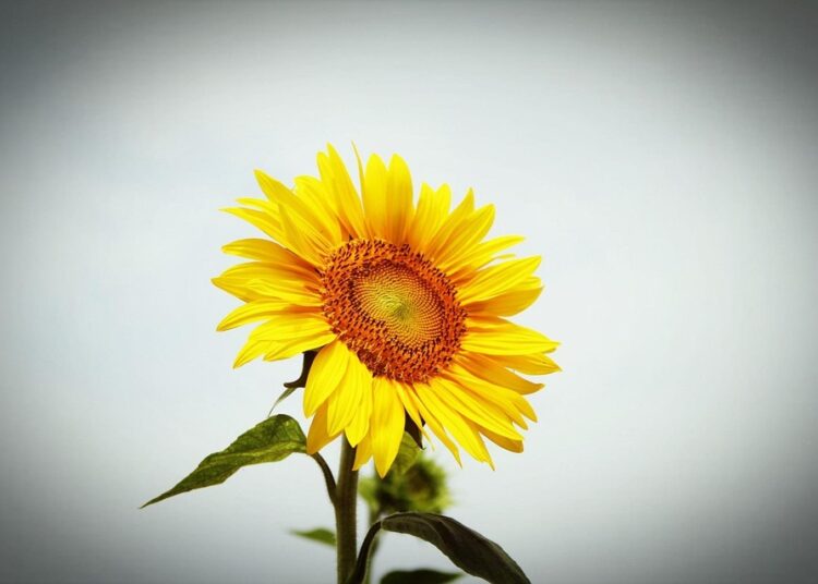 10 Expert Tips for Maximizing Your Budget Targeting Without Overspending