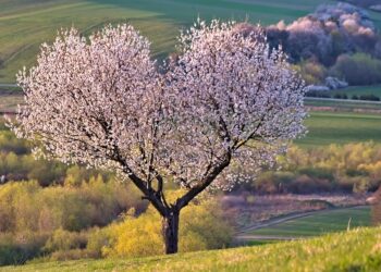 10 Reasons Why a HYSA is Your Best Bet for a Down Payment on Your Dream Home