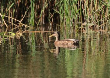 5 Key Benefits of Diversification Targeting: Unlocking New Markets for Your Brand