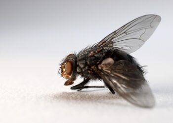 5 Key Benefits of Understanding Compound Interest and How It Affects Your Money