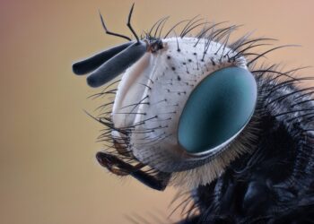 5 Key Differences Between Simple and Compound Interest You Need to Know