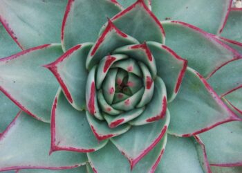 How to Calculate Your Debt-to-Income Ratio: A Step-by-Step Guide