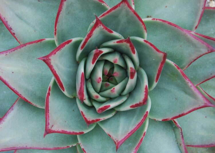 How to Calculate Your Debt-to-Income Ratio: A Step-by-Step Guide How to Calculate Your Debt-to-Income Ratio: A Step-by-Step Guide