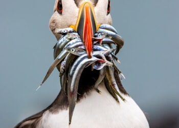 How to Choose the Best Investment Simulator for Your Financial Goals