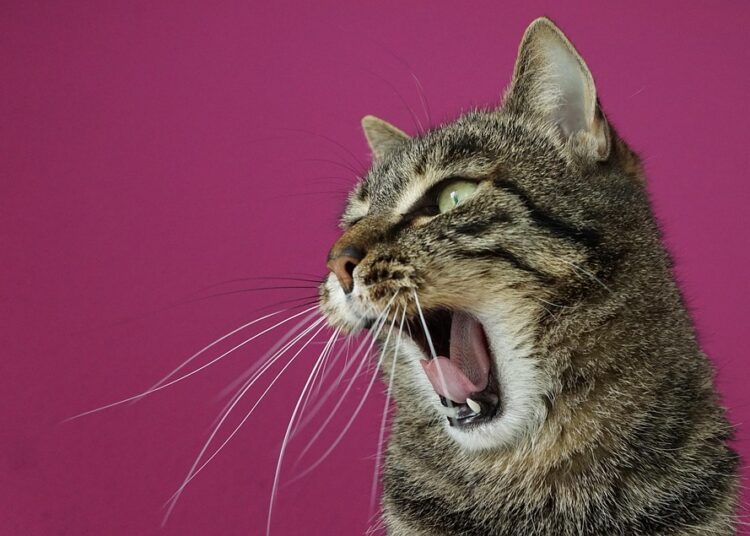 How to Deal with Debt Stress: A Step-by-Step Guide for Achieving Financial Peace