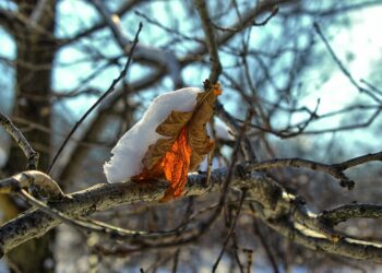 How to Identify and Eliminate Liabilities That Decrease Your Net Worth