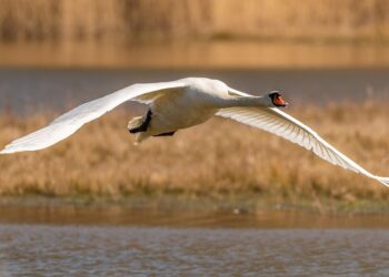 How to Pay Off 20k in Debt: A Step-by-Step Guide to Financial Freedom