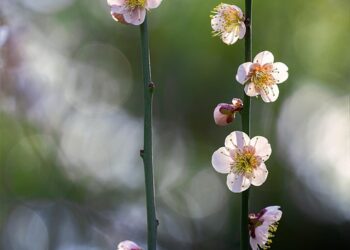 How to Pay Off Your Mortgage Early: A Step-by-Step Guide to Financial Freedom