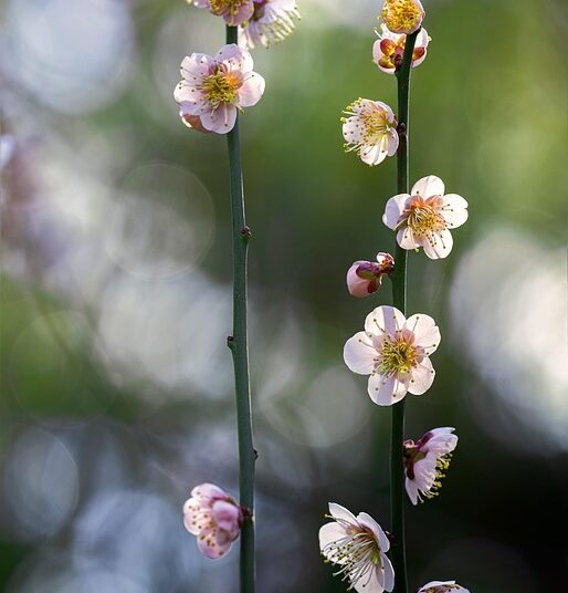 How to Pay Off Your Mortgage Early: A Step-by-Step Guide to Financial Freedom