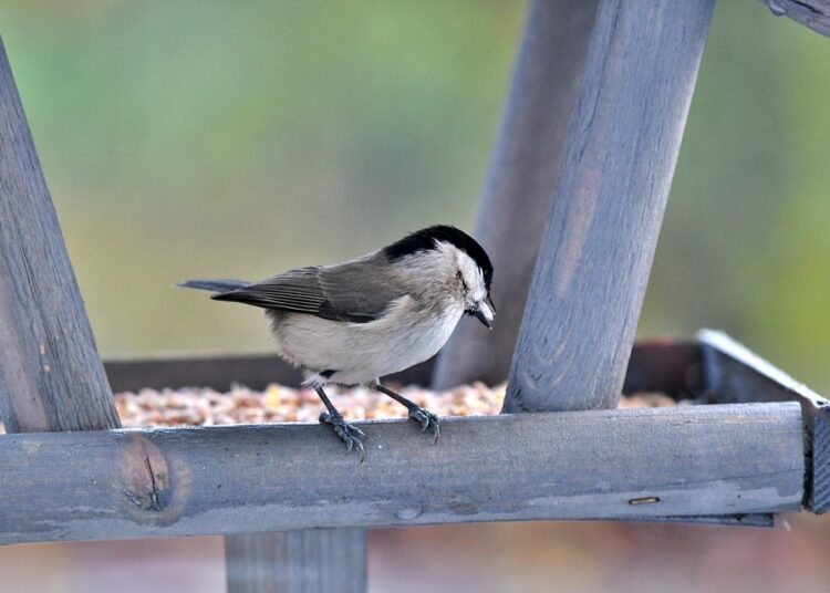 The Ultimate Guide: How to Be More Frugal Without Sacrificing Your Lifestyle