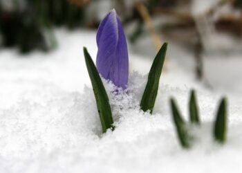 Top 5 Reasons to Consider Robo-Advisors: What Are the Returns?