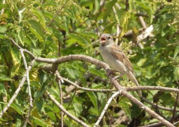 Understanding Loan Principals: 5 Key Reasons Why It Matters