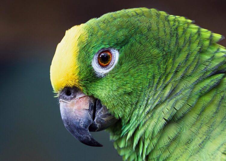 10 Essential Benefits of Starting an Amazon FBA Business in 2023