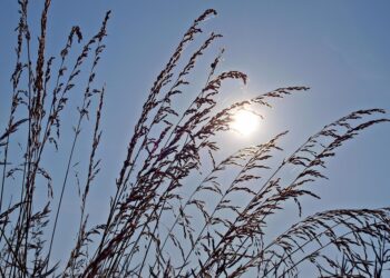 10 Essential Tips for Seamless Healthcare Management in Your Early Retirement Years