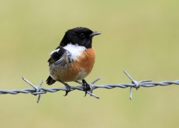 10 Key Benefits of Using Wire Transfers: Why They’re Ideal for Your Transactions