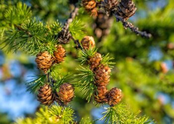 5 Essential Factors That Determine How Much You Need for a Down Payment