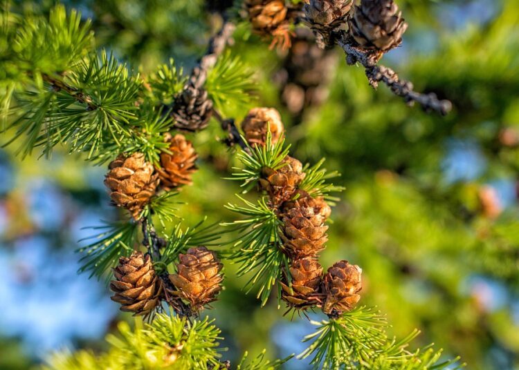 5 Essential Factors That Determine How Much You Need for a Down Payment