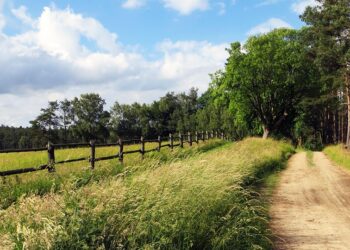 5 Key Benefits of a SEP IRA: Why Robo-Advisors Recommend It for Small Business Owners