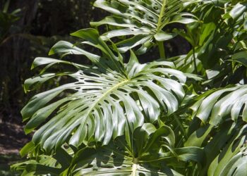 5 Key Reasons Companies Opt for a Reverse Stock Split: What Investors Should Know