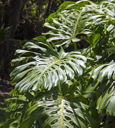 5 Key Reasons Companies Opt for a Reverse Stock Split: What Investors Should Know 5 Key Reasons Companies Opt for a Reverse Stock Split: What Investors Should Know