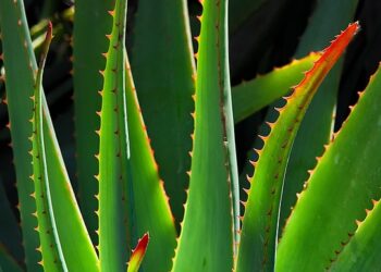 5 Key Sectors Where Growth ETFs Are Targeting Your Investment Dollars