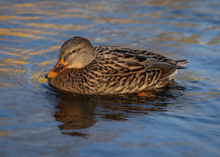 5 Simple Steps to Lower Your Credit Utilization and Boost Your Credit Score 5 Simple Steps to Lower Your Credit Utilization and Boost Your Credit Score