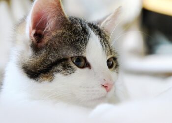 Are You Paying Too Much? 5 Common Bank Fees You Should Challenge