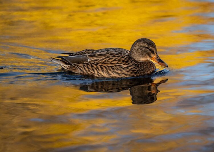 Does Checking Your Credit Score Lower It? Debunking Common Myths Does Checking Your Credit Score Lower It? Debunking Common Myths