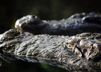 How to Avoid Predatory Loans: A Comprehensive Guide for Smart Borrowers