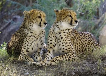 How to Boost Your Credit Score Quickly: What is the Fastest Way to Build Credit?