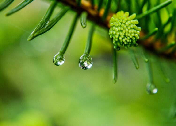 How to Bounce Back: A Step-by-Step Guide to Improving Your Credit Score Post-Collection How to Bounce Back: A Step-by-Step Guide to Improving Your Credit Score Post-Collection