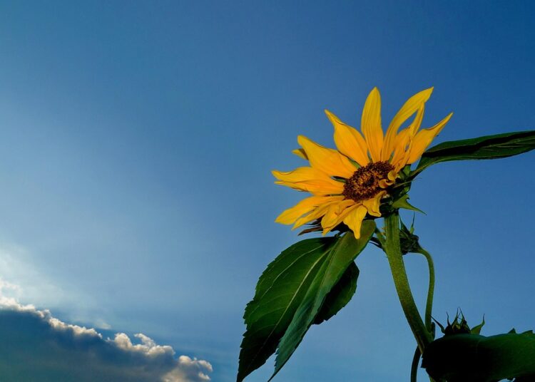 How to Choose the Best Robo-Advisor Alternative: A Step-by-Step Guide