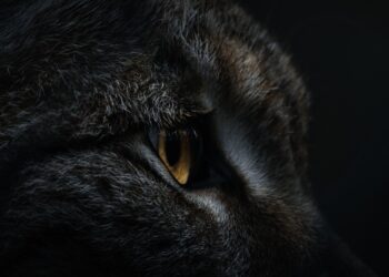 How to Choose the Perfect Side Hustle for Your Extroverted Personality