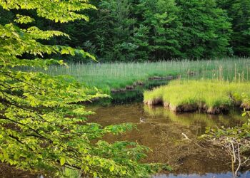 How to Negotiate Your Rent: 5 Essential Tips for Tenants