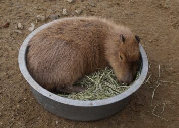 The Top 5 Reasons to Include Your Car in Your Net Worth Calculation