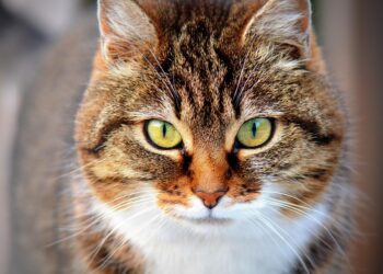 The Ultimate Guide to Saving Money on Pet Care: Simple Strategies for Every Pet Parent