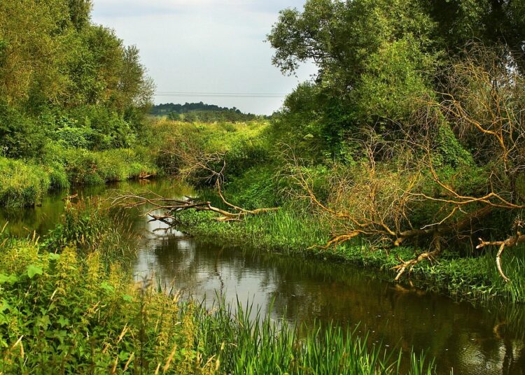 Top 10 Platforms for Licensing Your Photos Online: Maximize Your Earnings