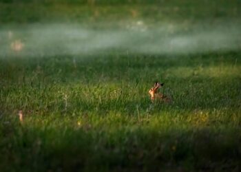 Top 5 Benefits of Dollar-Cost Averaging in Cryptocurrency Investments