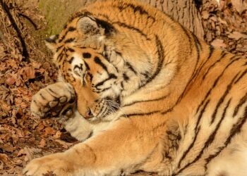 Top 5 Benefits of Maintaining a Healthy Debt-to-Asset Ratio