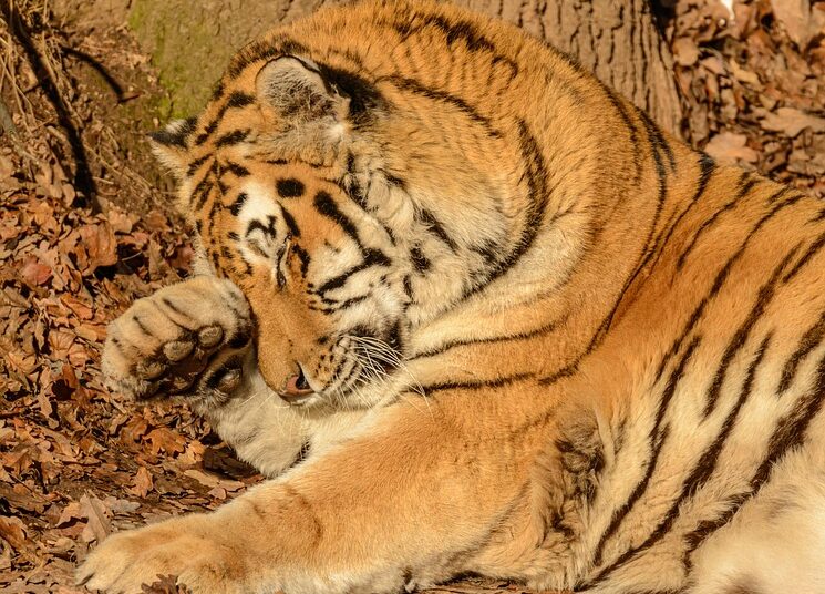 Top 5 Benefits of Maintaining a Healthy Debt-to-Asset Ratio