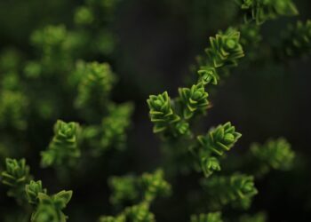 Top 5 Dividend ETFs to Boost Your Investment Portfolio in 2023