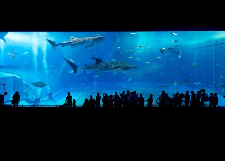 Top 5 Signs You’re Dealing with a Loan Shark: How to Protect Yourself from Predatory Lending Top 5 Signs You’re Dealing with a Loan Shark: How to Protect Yourself from Predatory Lending