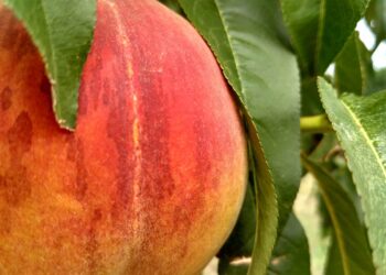 Top 5 Websites to Get Your Free Credit Report Instantly