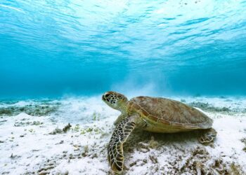 Top 7 Investment Opportunities to Consider During a Recession