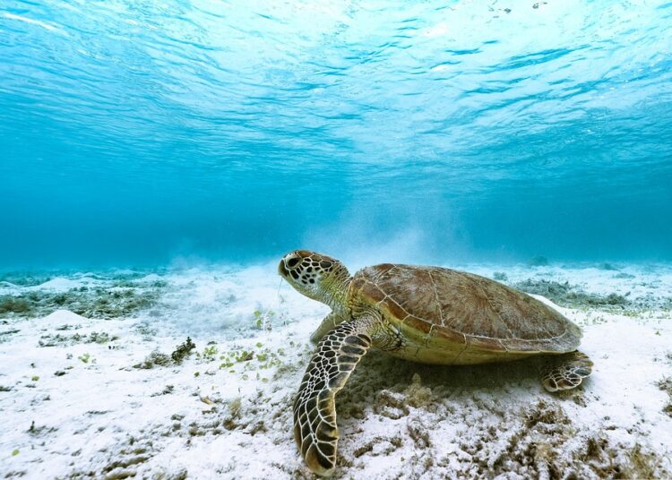 Top 7 Investment Opportunities to Consider During a Recession