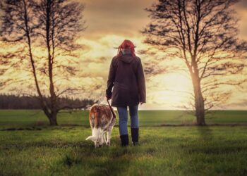 Top 7 Robo-Advisors for IRA Targeting: Maximize Your Retirement Savings